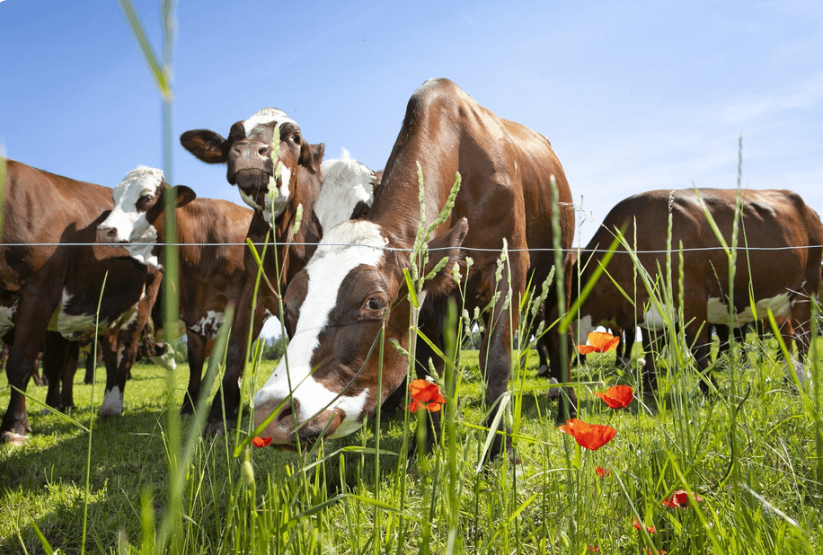 Élevage bovin en pâture — Dakenayop Ferme