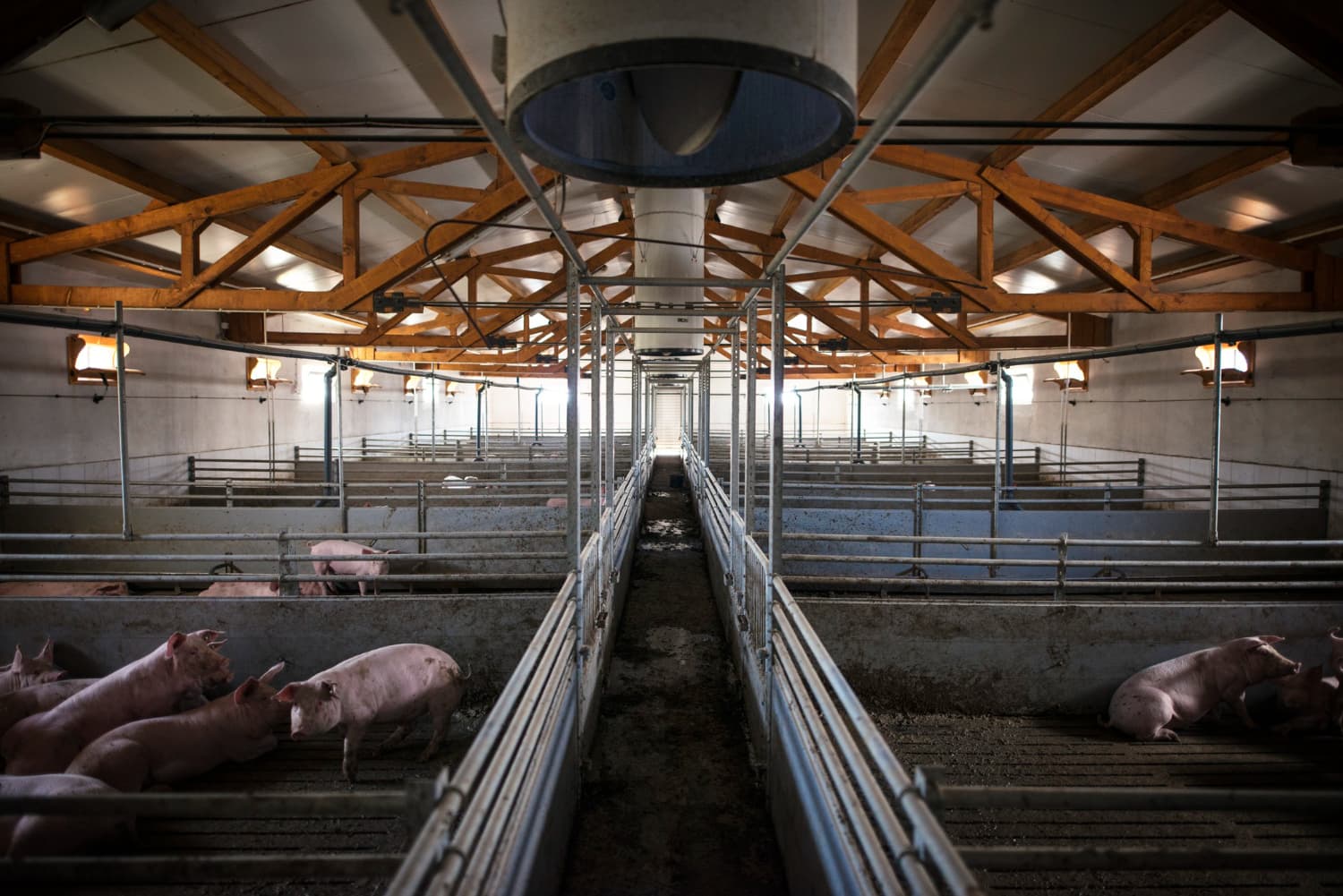 Dakenayop Ferme & Panier Market — DAKENAYOP GROUP