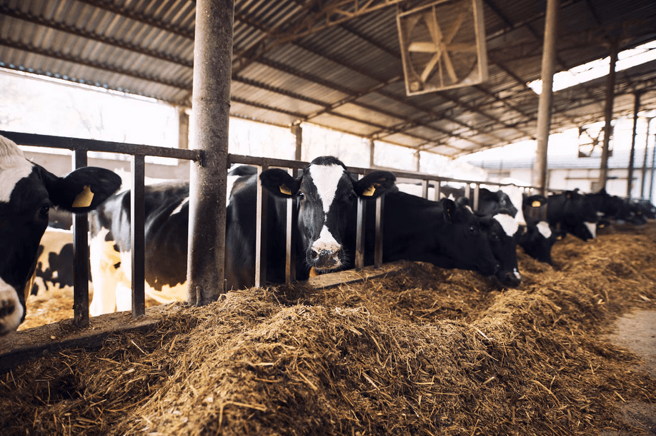 Dakenayop Ferme & Panier Market — DAKENAYOP GROUP