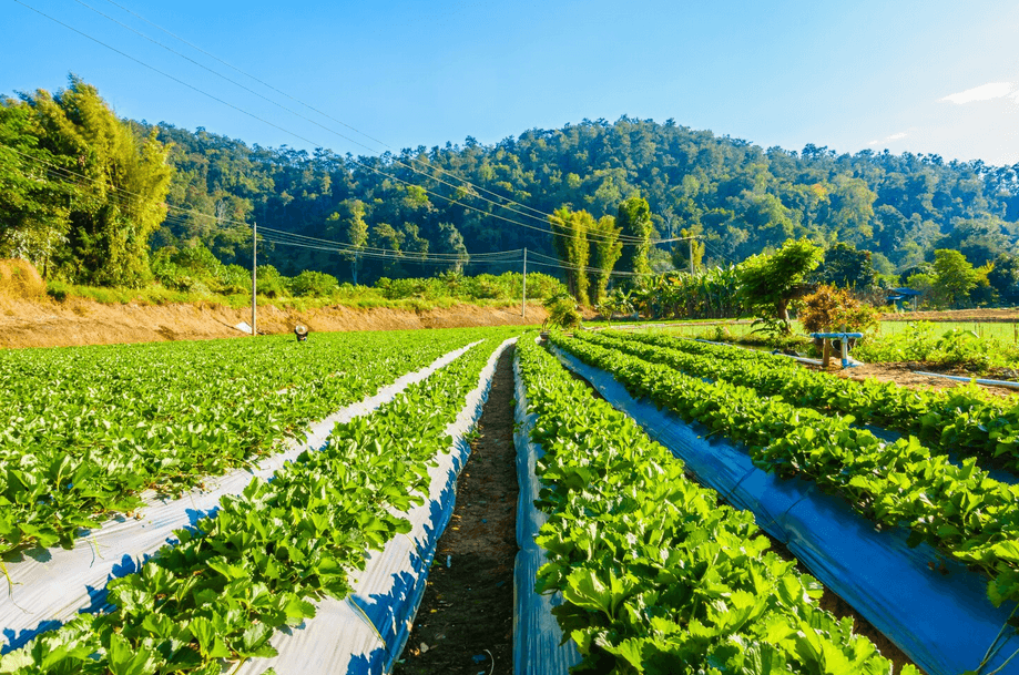 Plantations agricoles à grande échelle — Dakenayop Ferme & Panier Market