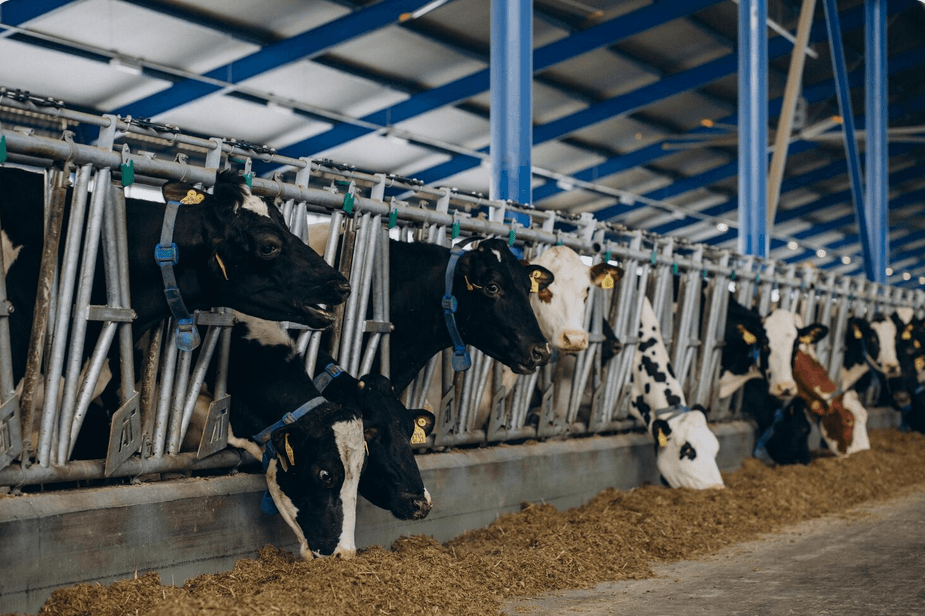 Dakenayop Ferme & Panier Market — DAKENAYOP GROUP