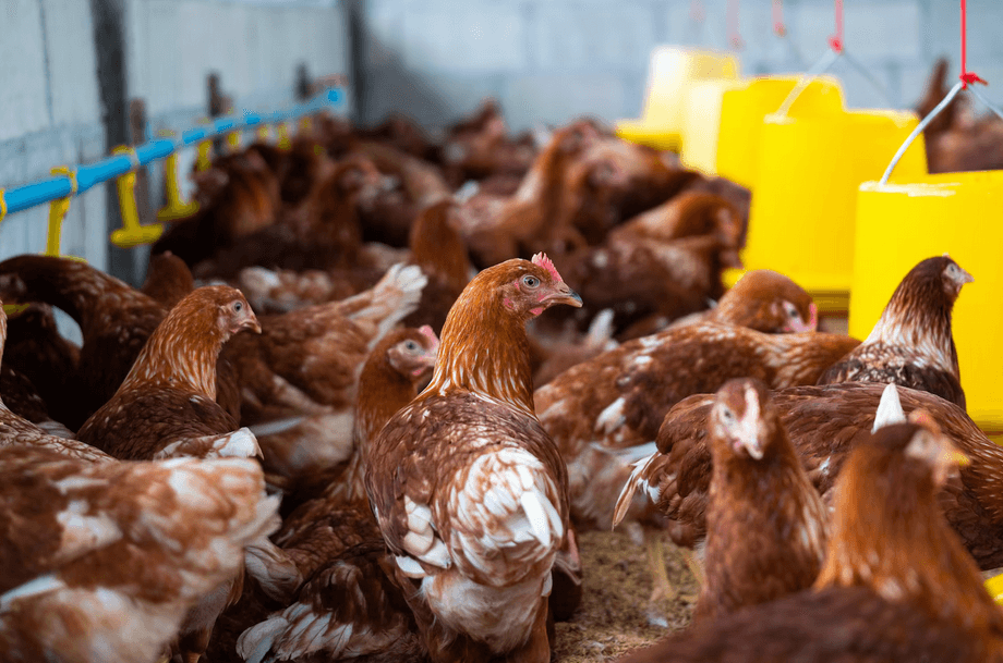 Dakenayop Ferme & Panier Market — DAKENAYOP GROUP