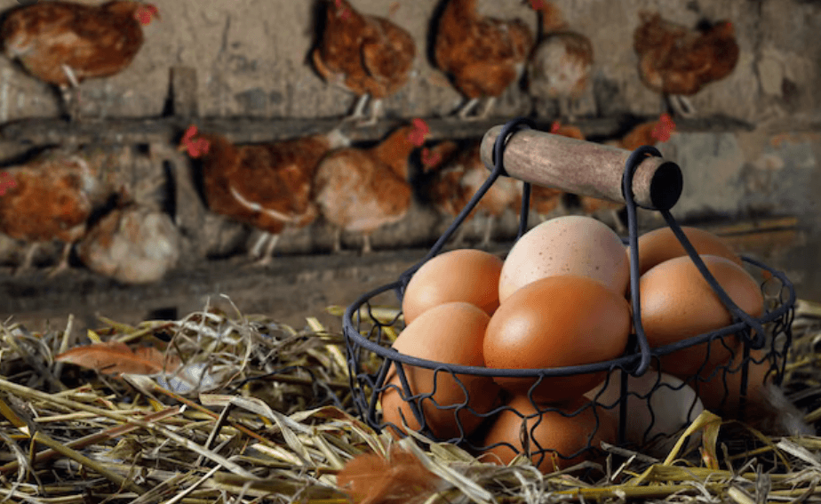 Dakenayop Ferme & Panier Market — DAKENAYOP GROUP