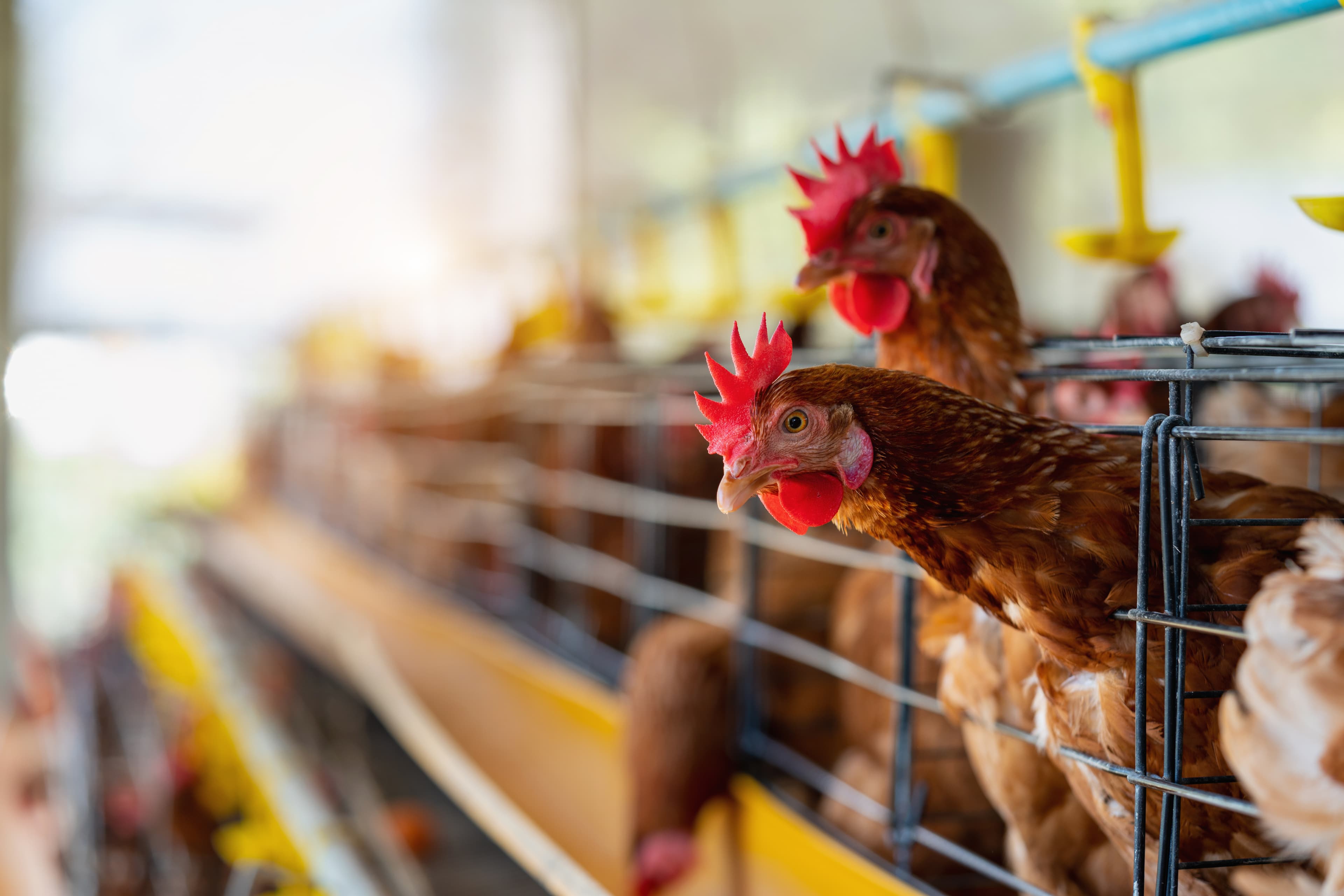 Dakenayop Ferme & Panier Market — DAKENAYOP GROUP